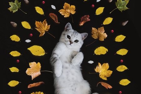 The Ultimate Kitty Litter Life Hack Her Campus