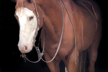 Headshot of Elmo the horse