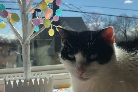 cat in window