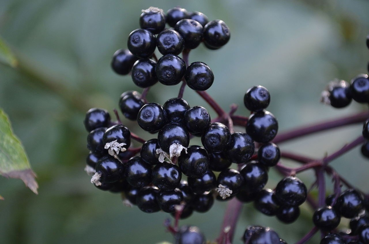 Is Elderberry Worth The Hype I Tried These 2 Products To Find Out   Elderberry 