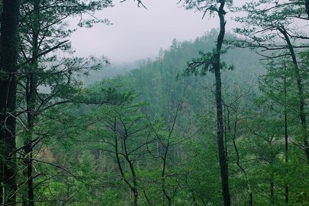 Foggy green trees in the mountains