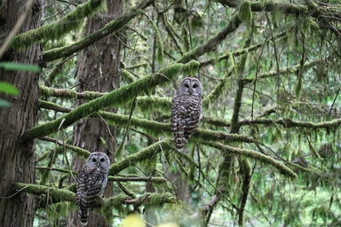 Owls sitting on tree branches