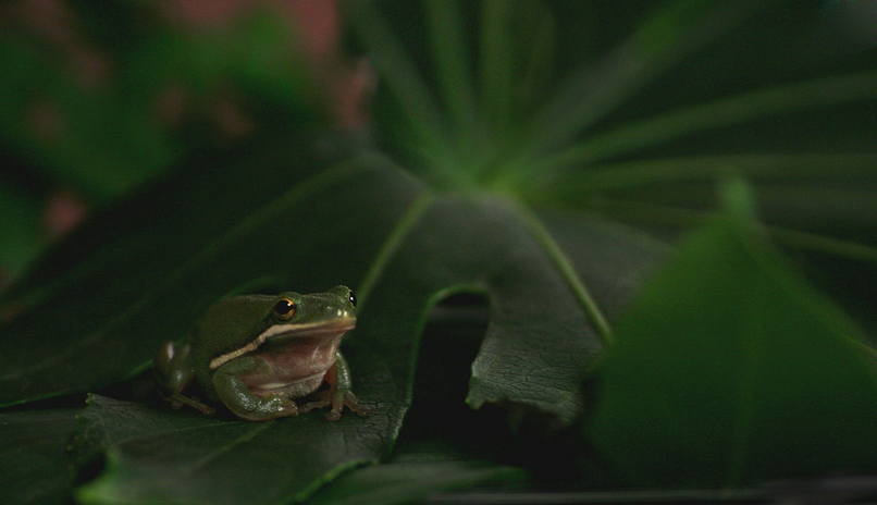 Frog on leaf in rainforest