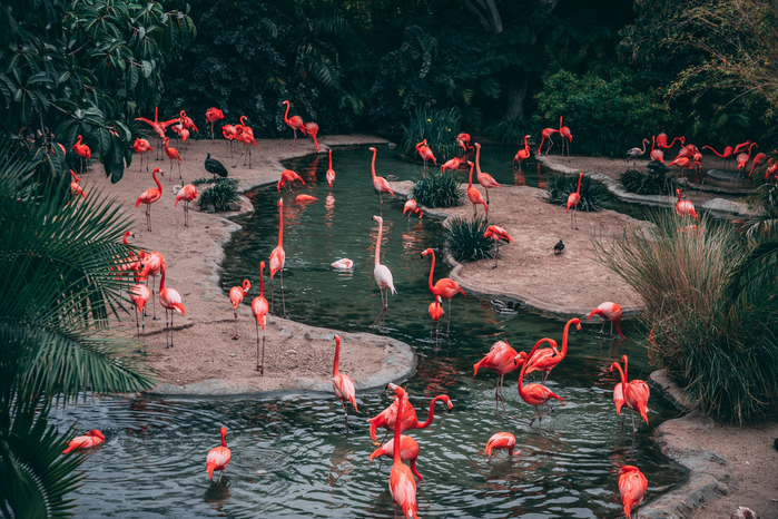 flamingos by Unsplash