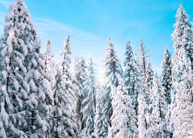 snow covered trees by unsplash