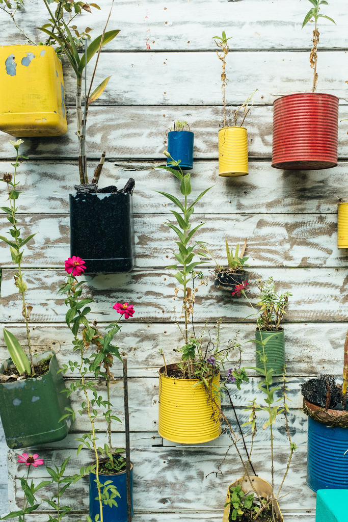 A wall covered by plants in sustainable jars