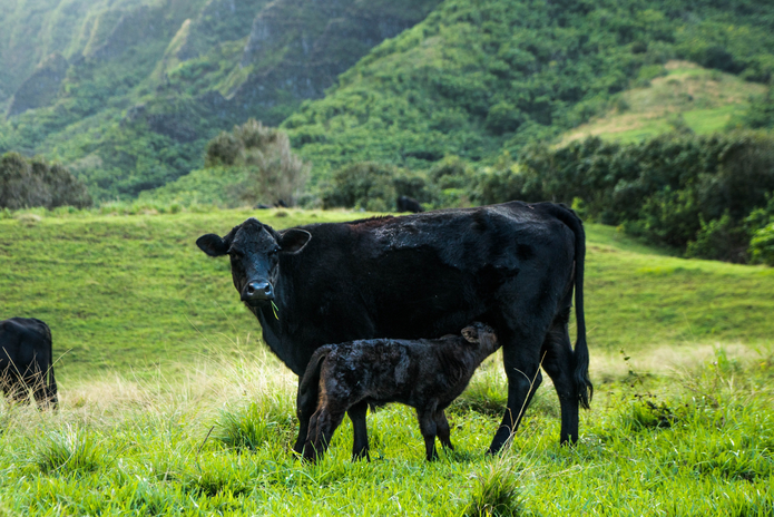 A baby cow with its mother in a field