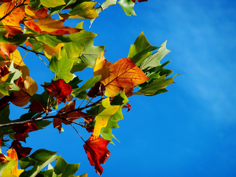 Low angle shot of autumn leaves against a blue sky