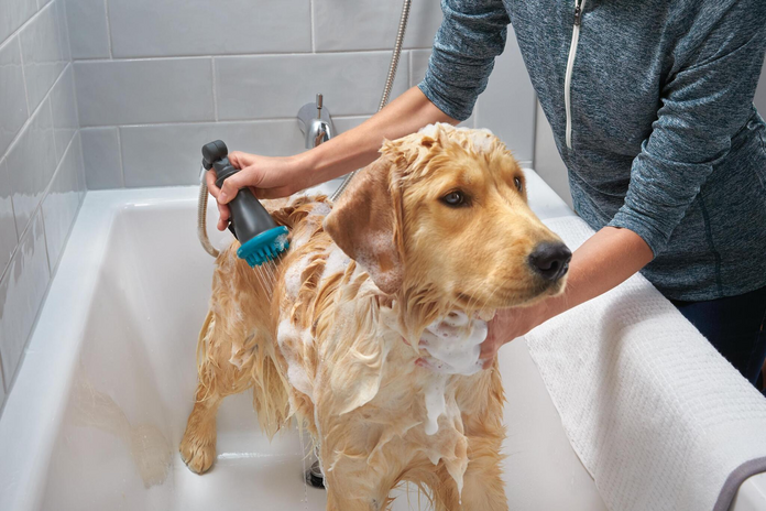dog-shower-head