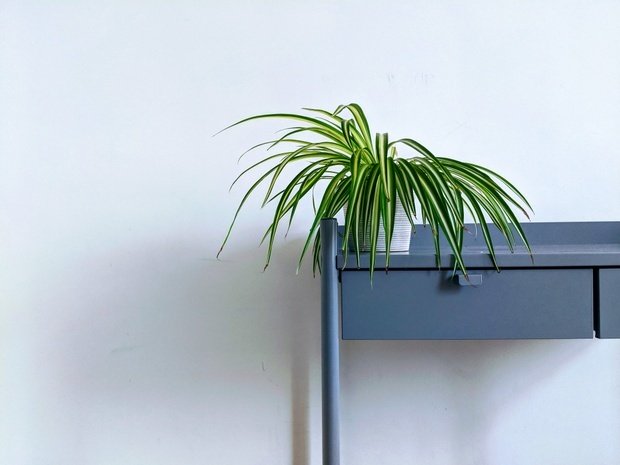 Spider plant on shelf