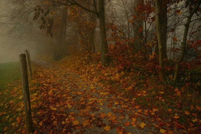 fall leaves spooky scenejpg by Unsplash