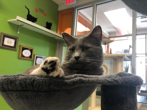 gray cat lounging