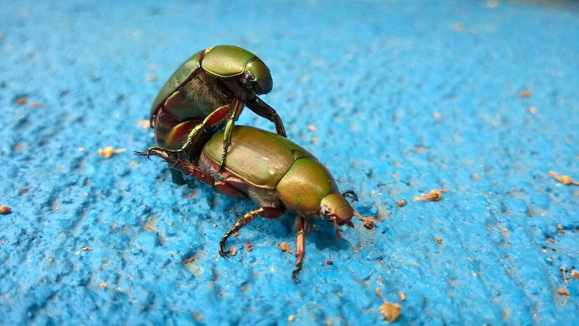 Scarab beetles mating