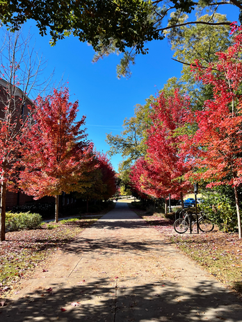 Fall trees at Terry College