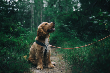 Cocker Spaniel Puppy smiling at owner on leash in forest