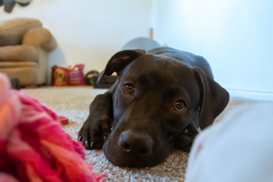 dog lying on the floor