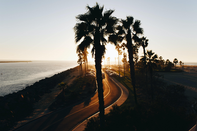california, beach, palm trees, sunset