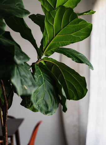 fiddle leaf fig plant by Mike Marquez from Unsplash