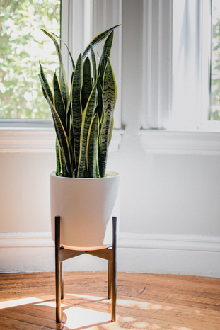 Snake plant by window by Kelly Sikkema