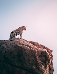 brown leopard on top of a grey rock