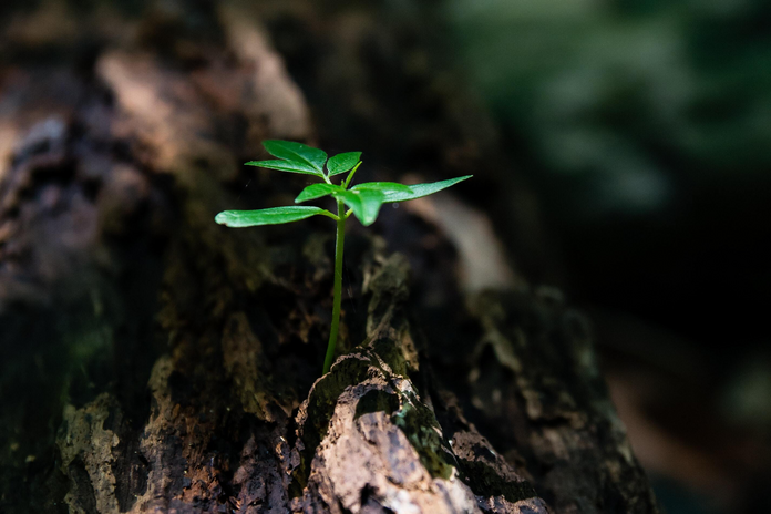selective focus photo of a green plant seedling on a tree trunk