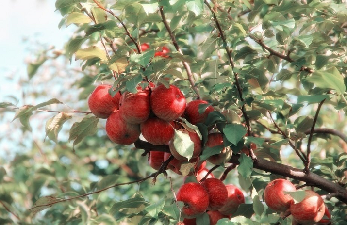 tree with red apples by Elizabeth Armstrong