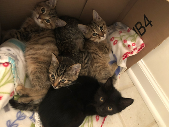 four cats in box