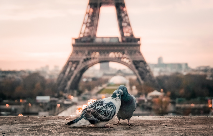two pigeons being affectionate in front of the Eiffel tower