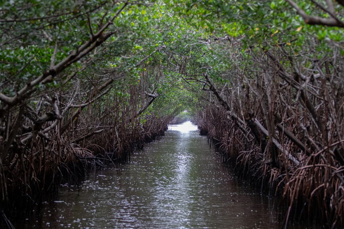 mangroves in everglades
