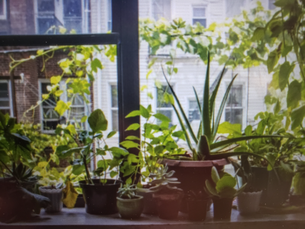 Plants On a Window Sill