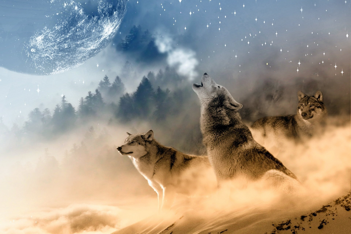 three wolves, one of which is howling at the moon.