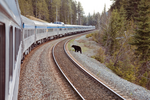 A black bear stands beside a passing train