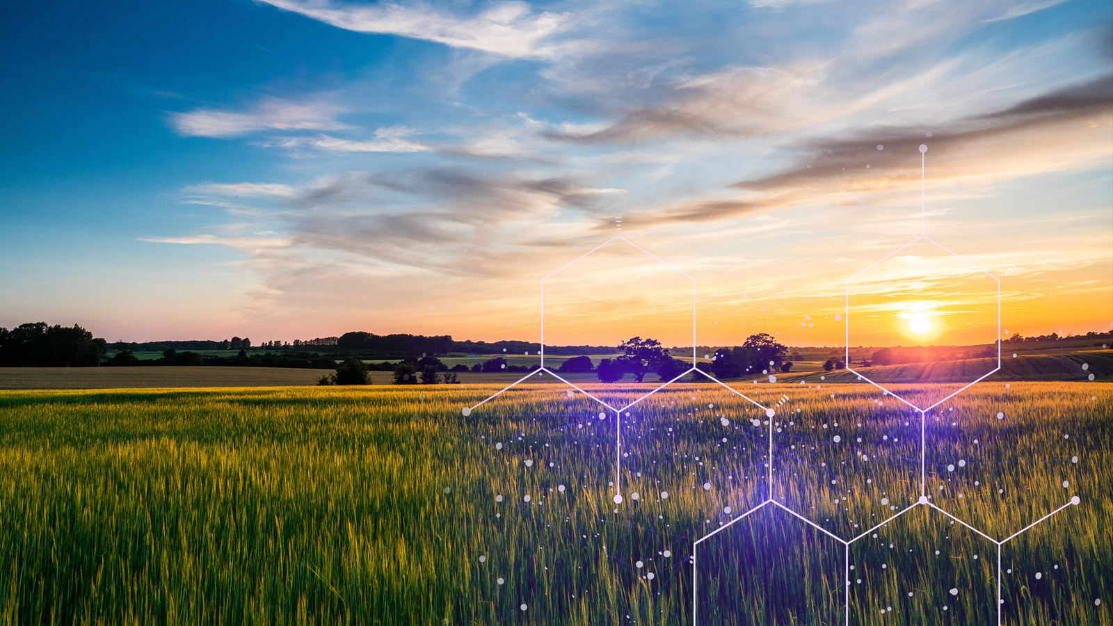 A grassy field at sunset.