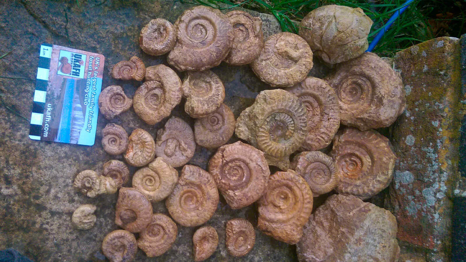 The fossils collected during the hunt